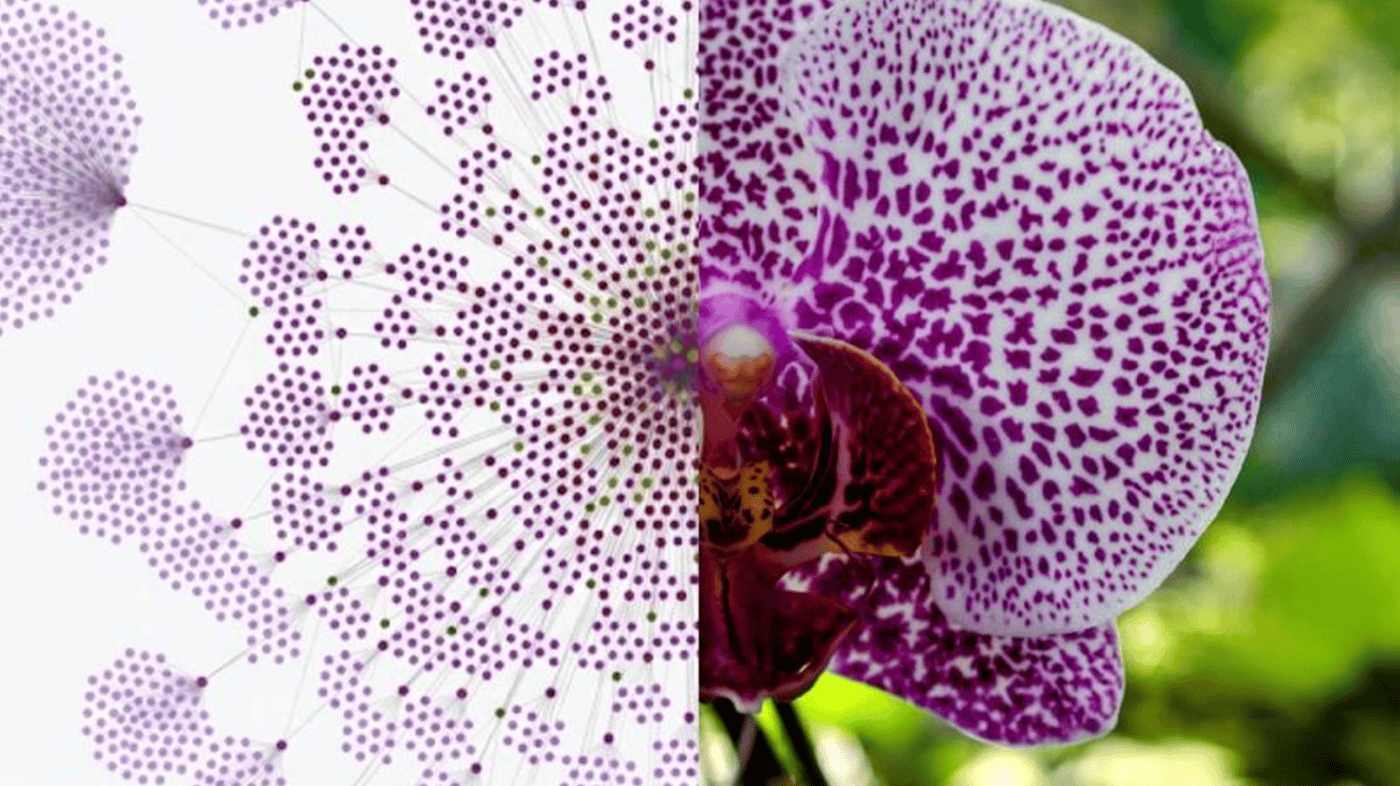 Left: knowledge graph of one of the biggest industrial automation companies in the world. On the right, close view of an orchid.